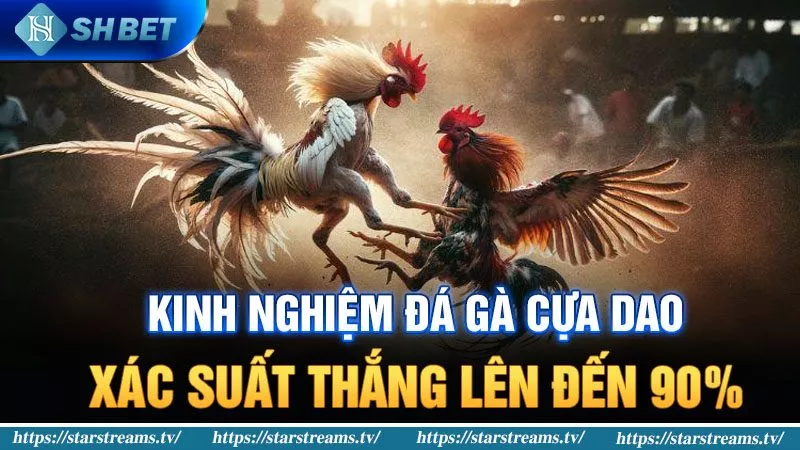 Kinh nghiệm đá gà cựa dao với xác suất thắng lên đến 90% 5 kinh nghiệm đá gà cựa dao
